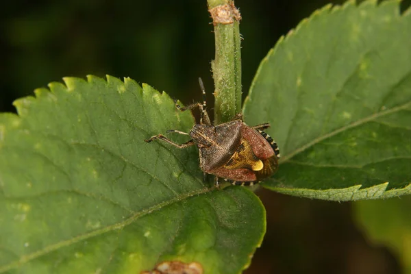 Punaise Tachetée Elasmucha Grisea Sur Une Feuille Portrait — Photo