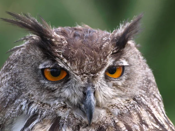 closeup view of eagle owl at wild nature