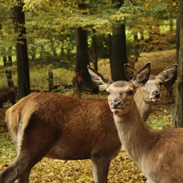 Closeup Animal Zoo — Stock Photo, Image