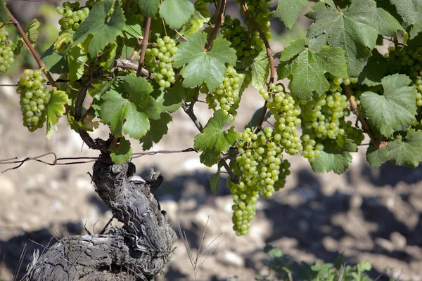 Weißweintrauben Einem Französischen Weinberg Kurz Vor Der Ernte — Stockfoto