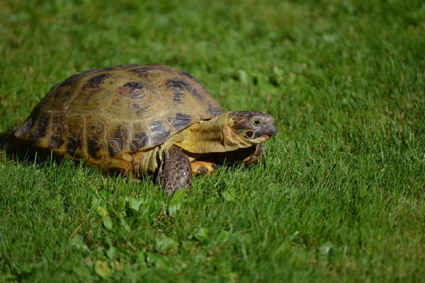 Sürüngen Kaplumbağa Hayvan Doğa Hayvanları — Stok fotoğraf