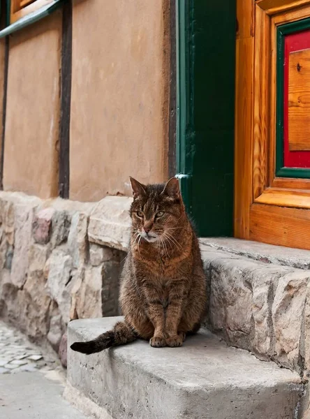 Ritratto Gatto Carino — Foto Stock