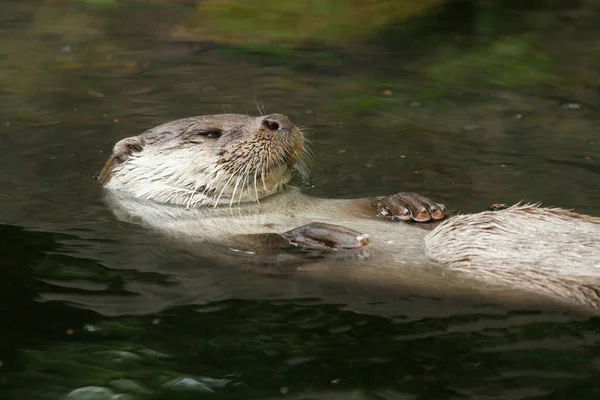 Verschiedene Tiere Selektiver Fokus — Stockfoto