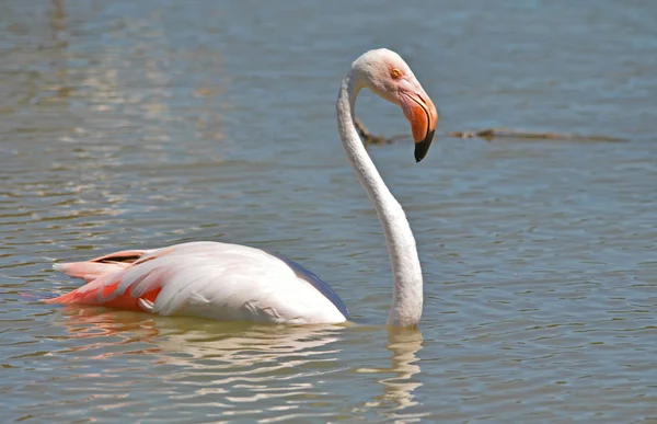 Ein Flamingo Der Camargue — Stockfoto