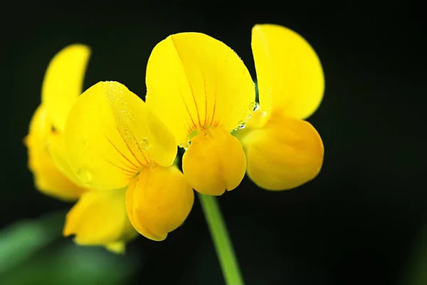 Vue Panoramique Sur Magnifique Lotus Coloré — Photo