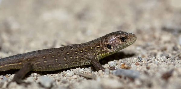 Serpent Lézard Sable Zauneidechse — Photo