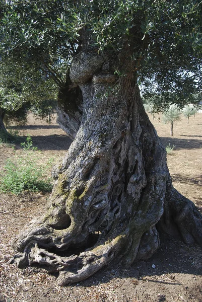 Centuries Old Olive Tree Very Big Trunk — 스톡 사진
