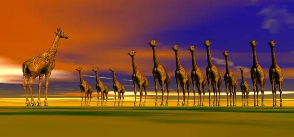 长颈鹿群 草原动物 — 图库照片