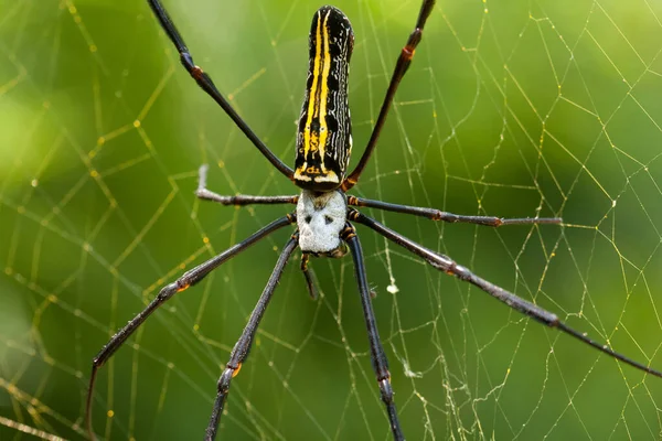 Crâne Araignée Gros Plan Insecte Tropical Dans Toile — Photo