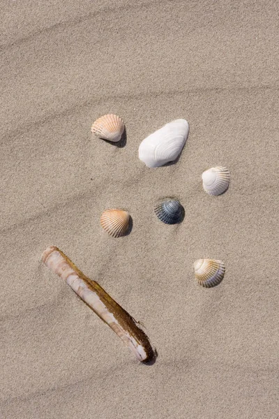 Muscheln Auf Sand — Stockfoto