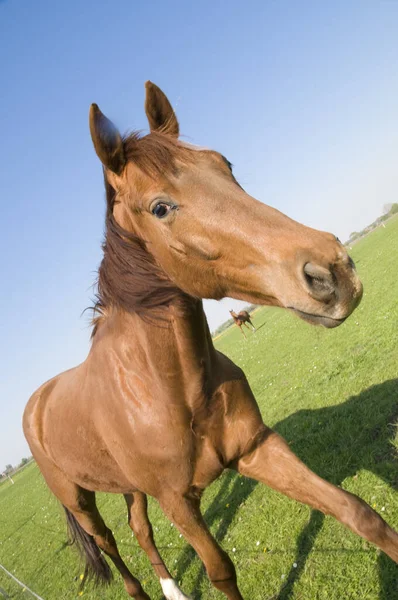 Pâturage Chevaux Sur Enclos Frisie Orientale — Photo