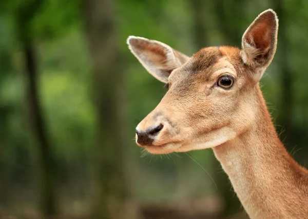 Foto Van Dier Zoogdier Hert — Stockfoto