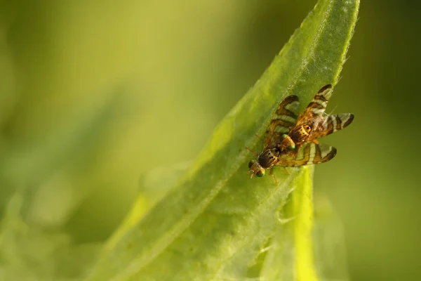 Close Van Een Insect Wilde Natuur — Stockfoto