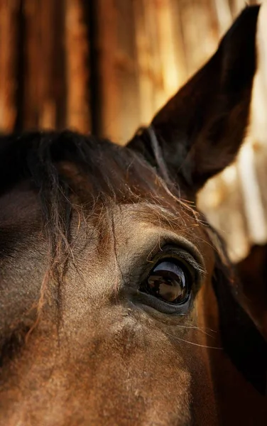 Horses Outdoors Daytime — Stock Photo, Image