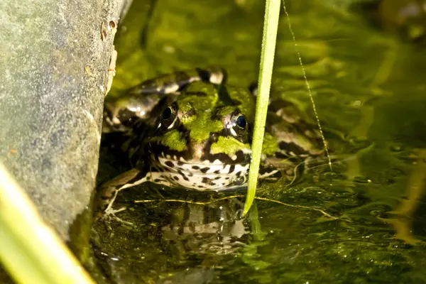 Rana Verde Animal Anfibio Fauna — Foto de Stock