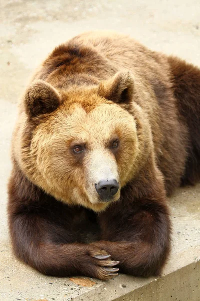 茶色のクマの動物 グリズリー — ストック写真