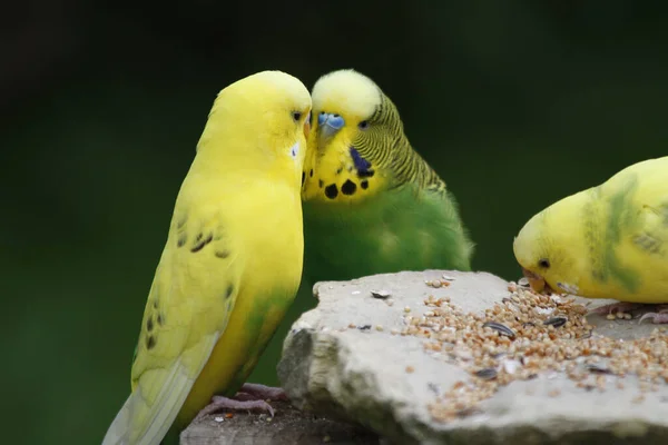 Doğadaki Güzel Papağanın Manzarası — Stok fotoğraf