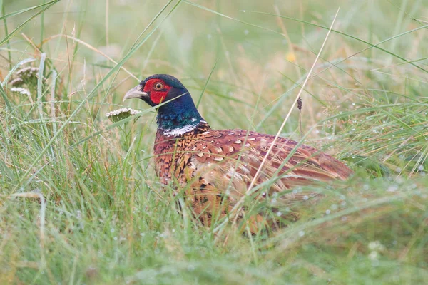 Fågel Tema Pittoreska Skott — Stockfoto