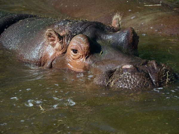 Hipopótamo Hippopotamus Fauna Natureza — Fotografia de Stock