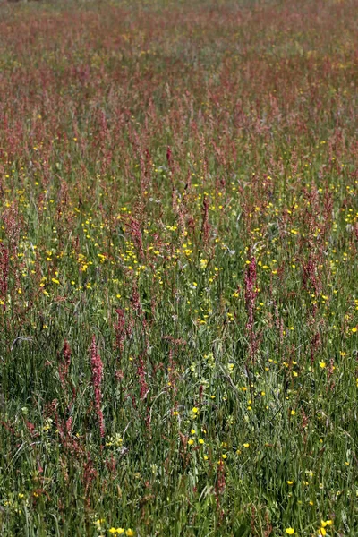 Bel Colpo Botanico Carta Parati Naturale — Foto Stock