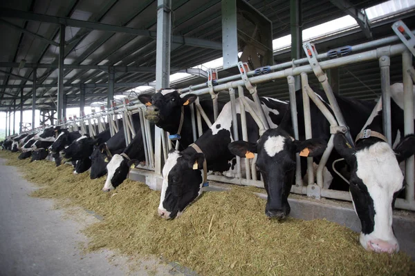 Krowy Holsteina Pod Rząd Fabryce Mleka — Zdjęcie stockowe