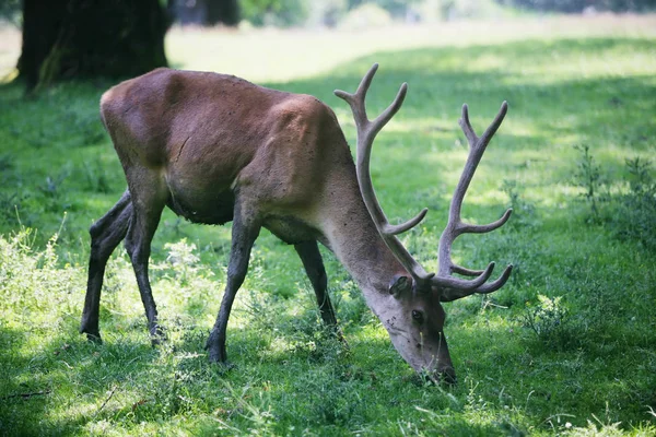 Rehe Wald — Stockfoto