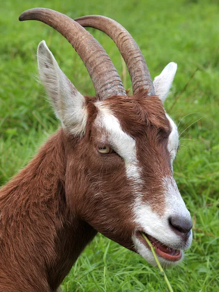 Thuringian Goat Nrecorded — 스톡 사진