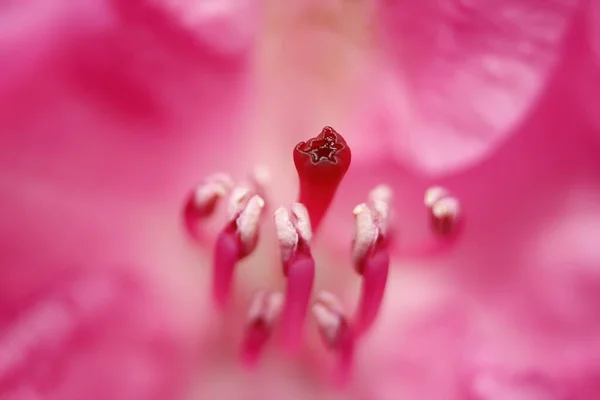 Interior Rhododendron Bloom — 图库照片