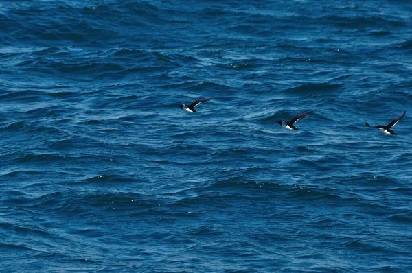 Three Puffins Fly Waves Atlantic — 图库照片