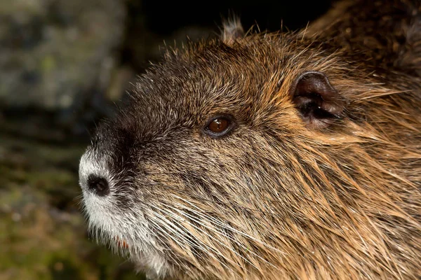 Nutrie Zvíře Přírodě Myocastor Coypus — Stock fotografie