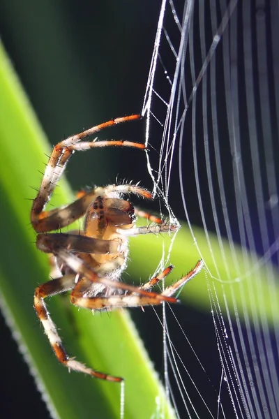 spider, insect trap, animal