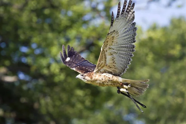 Vue Panoramique Bel Oiseau Nature — Photo