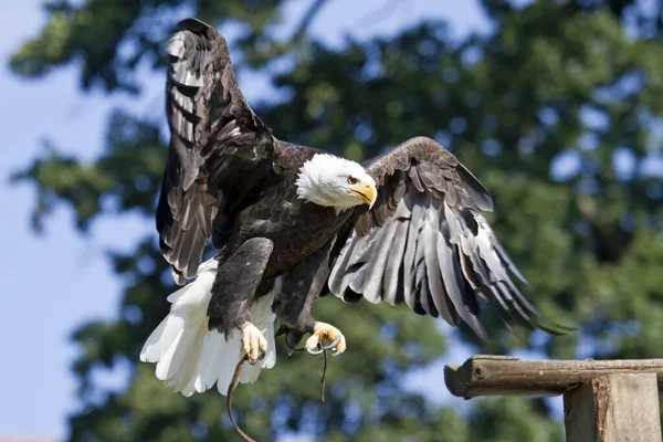 Vacker Utsikt Över Majestätisk Skallig Örn Vild Natur — Stockfoto