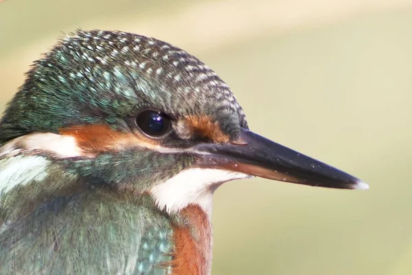 Κοντινή Προβολή Του Πτερυγίου Kingfisher Στην Άγρια Ζωή — Φωτογραφία Αρχείου