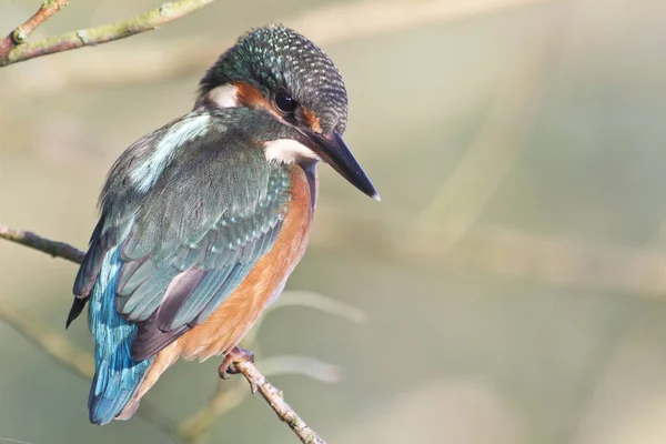 Vista Close Pássaro Kingfisher Vida Selvagem — Fotografia de Stock