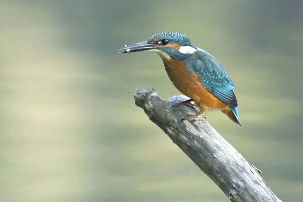 Closeup View Kingfisher Bird Wild Life — Stock Photo, Image