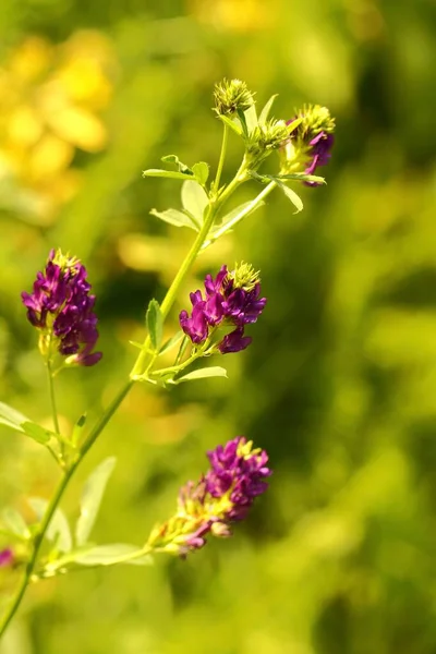 Mooi Botanisch Schot Natuurlijk Behang — Stockfoto