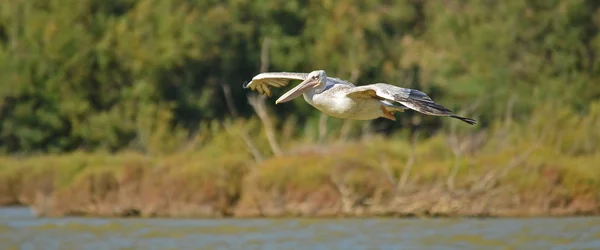 Vue Panoramique Oiseau Pélican Vie Sauvage — Photo