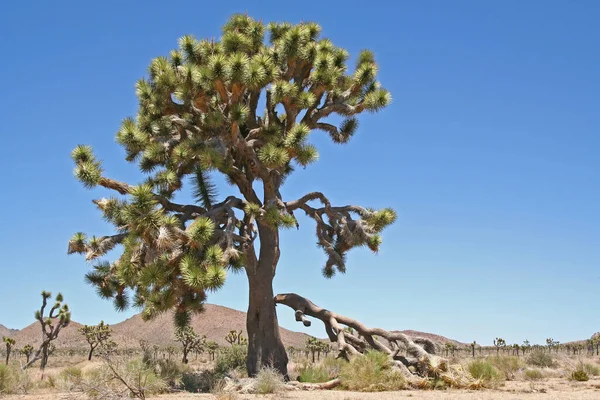 Parque Nacional Joseph Tree Desierto —  Fotos de Stock