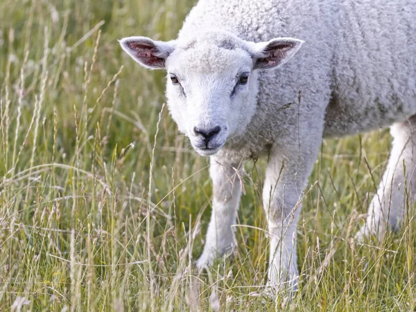 Naturskön Utsikt Över Landsbygden Selektivt Fokus — Stockfoto