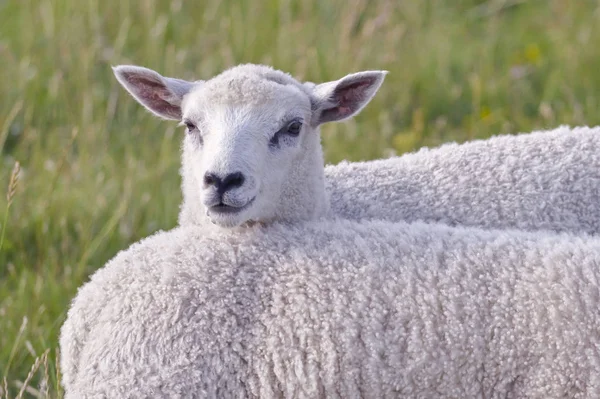 Moutons Domestiques Sur Pâturage — Photo