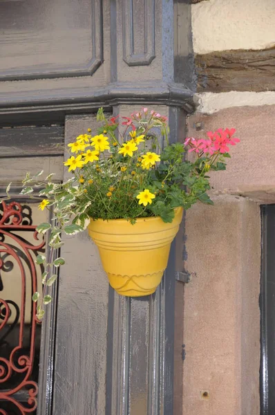 Квітки Домі Туркгаймі — стокове фото