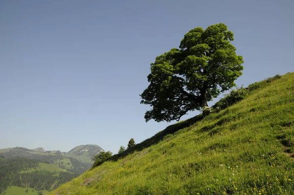 Acero Montagna — Foto Stock