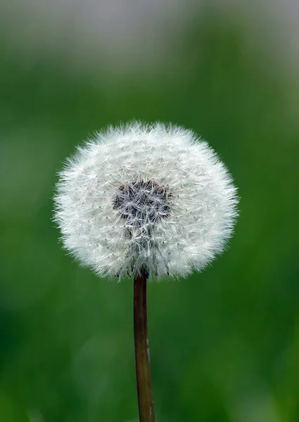 Belle Vue Sur Fleur Naturelle Pissenlit — Photo