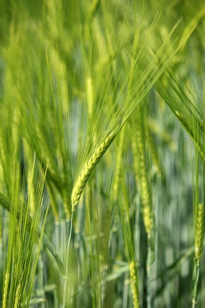 Agricoltura Campagna Con Coltivazione Del Grano — Foto Stock