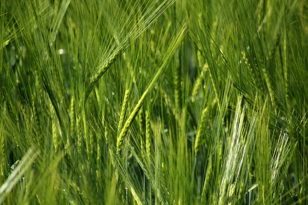 Landbouw Platteland Met Tarweteelt — Stockfoto