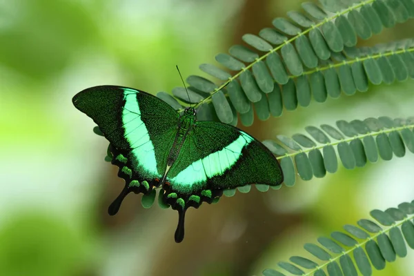 Närbild Insekter Vild Natur — Stockfoto