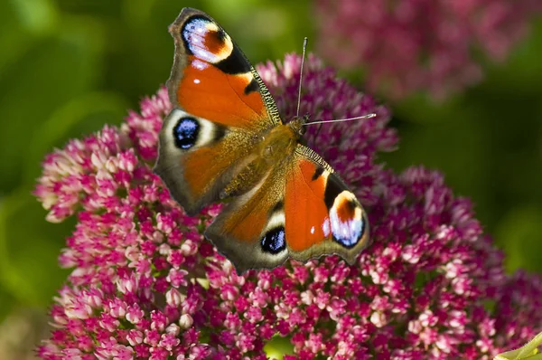 Pfauenauge Schmetterling Insekt — Stockfoto