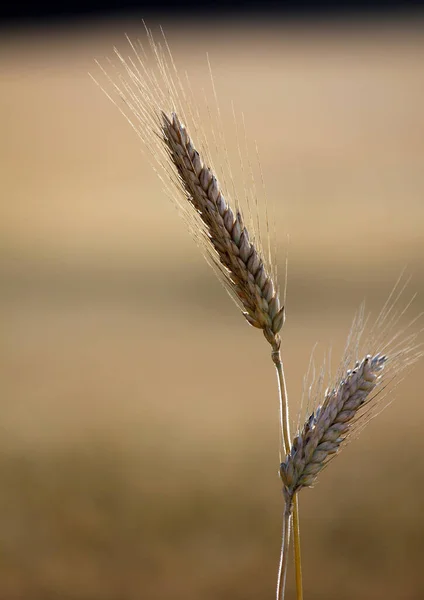 Orejas Maíz Campo Agrícola — Foto de Stock