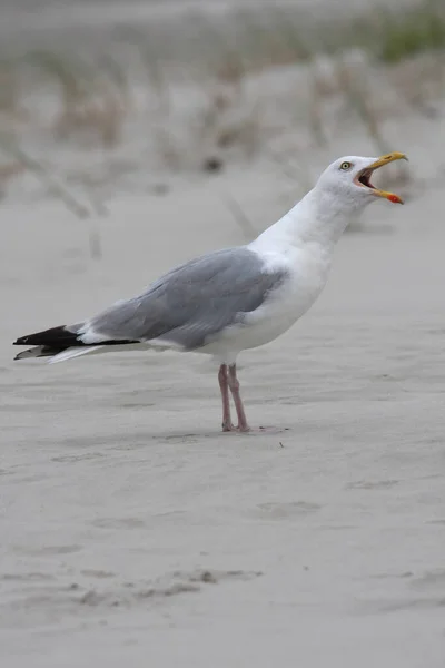 Schilderachtig Uitzicht Mooie Schattige Meeuw Vogel — Stockfoto